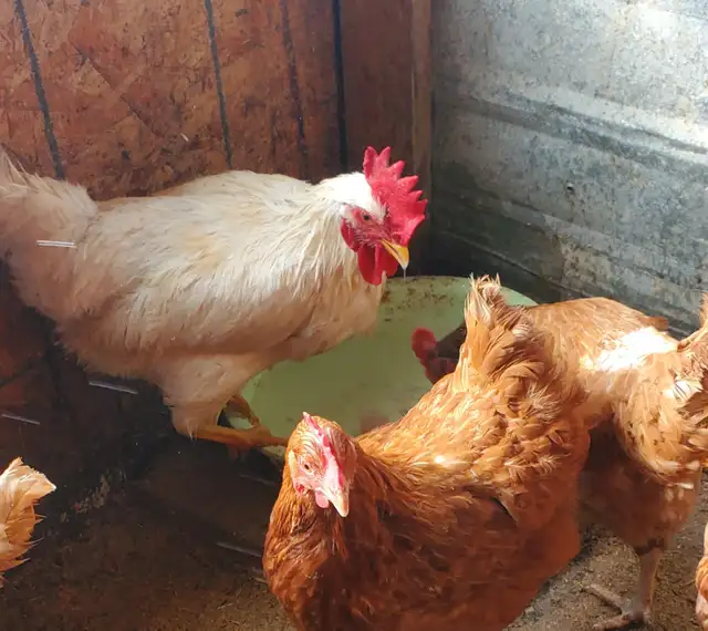 RED CHICKENS FOR SALE DESI CHICKEN WATANI - Photo 3