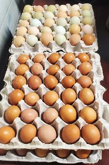 FRESH FARM EGGS