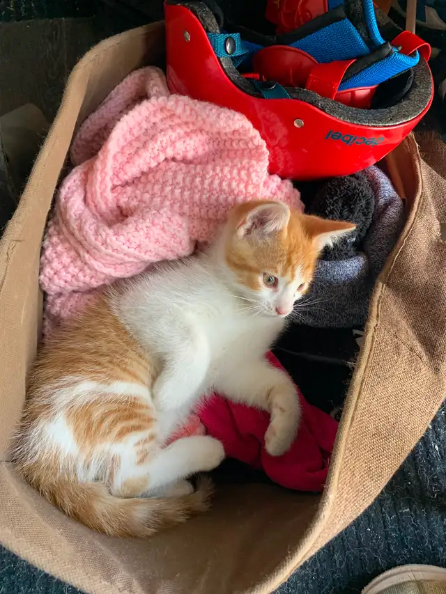 Chaton à vendre - Photo 2