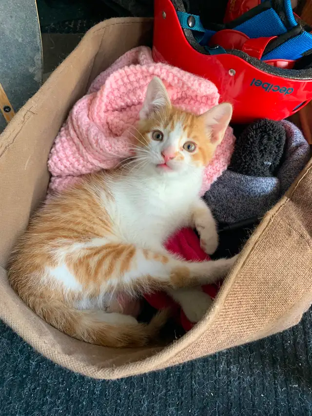 Chaton à vendre - Photo 3