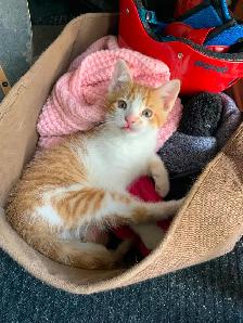 Chaton à vendre - Photo 3