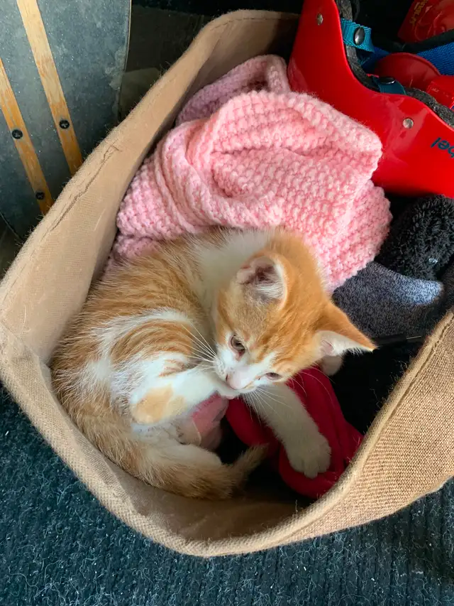 Chaton à vendre - Photo 4