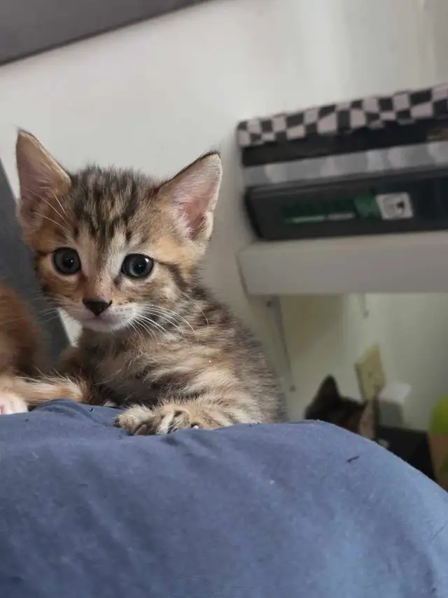 Chatons à vendre Bengal Mix !