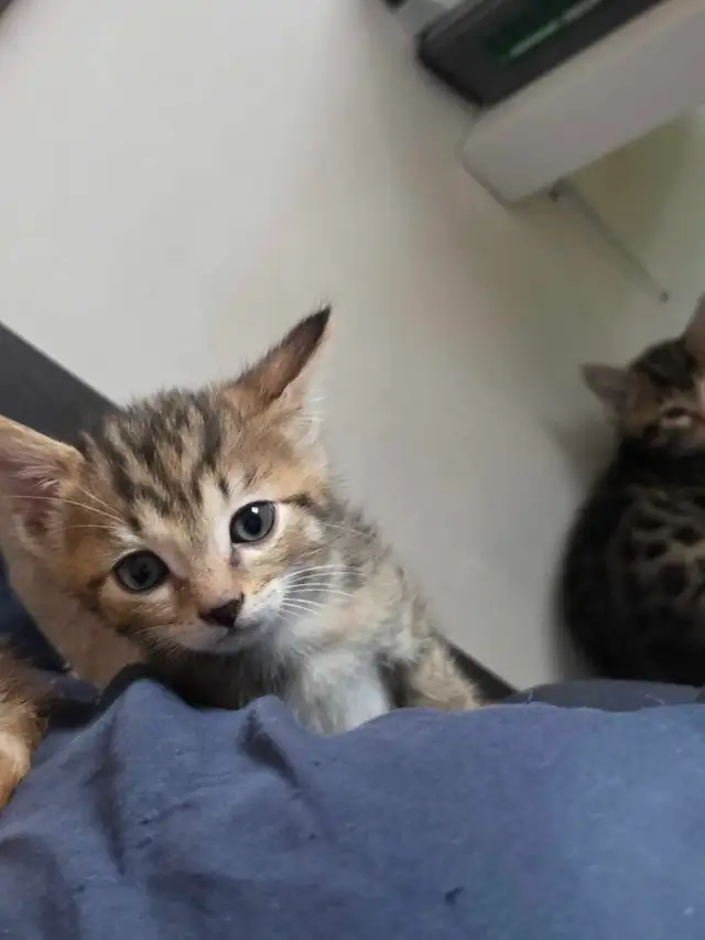 Chatons à vendre Bengal Mix ! - Photo 2