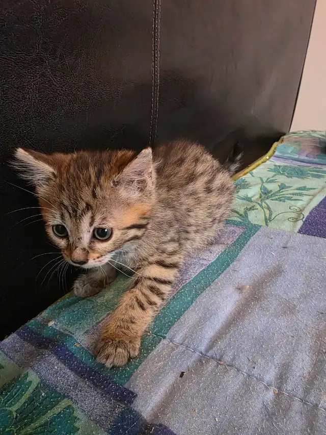 Chatons à vendre Bengal Mix ! - Photo 4