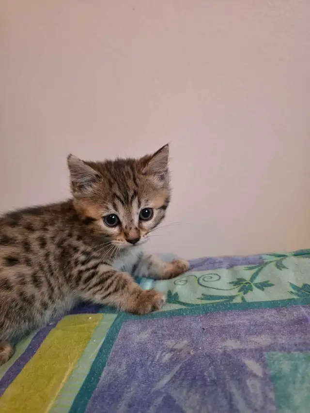 Chatons à vendre Bengal Mix ! - Photo 5