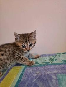 Chatons à vendre Bengal Mix ! - Photo 5
