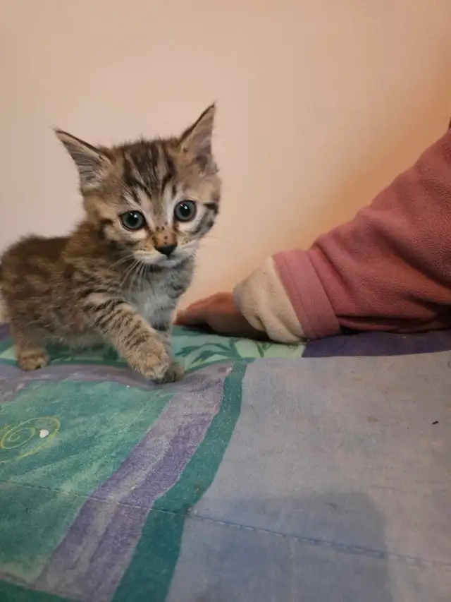 Chatons à vendre Bengal Mix ! - Photo 6