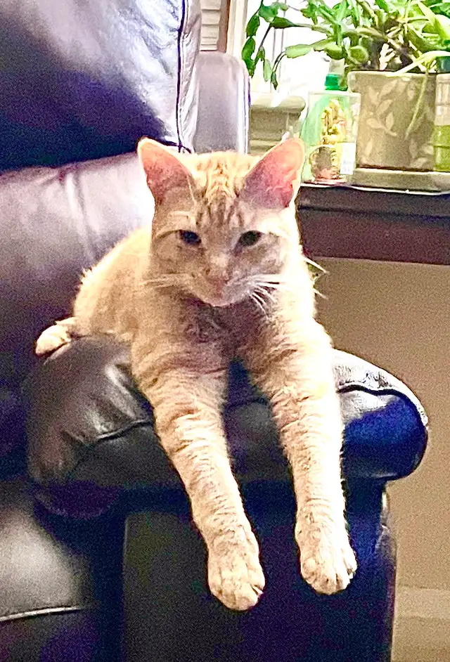 Missing Red Kitty male at Kenilworth-Huxley area in Hamilton