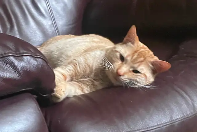 Missing Red Kitty male at Kenilworth-Huxley area in Hamilton - Photo 2