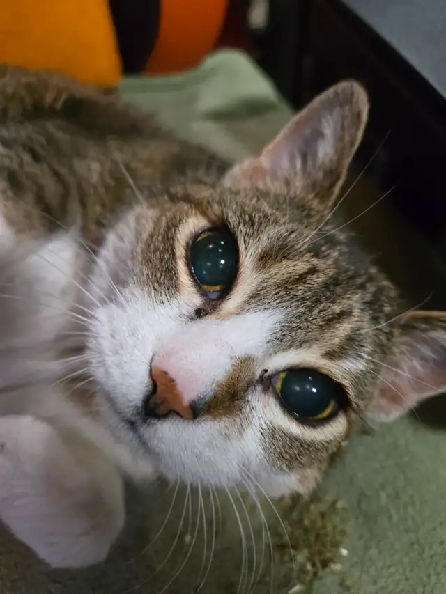 Senior Cat needs loving home