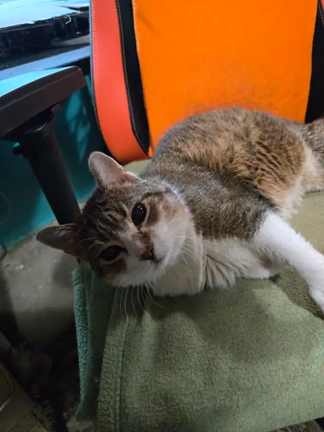 Senior Cat needs loving home - Photo 2