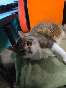Senior Cat needs loving home - Photo 2