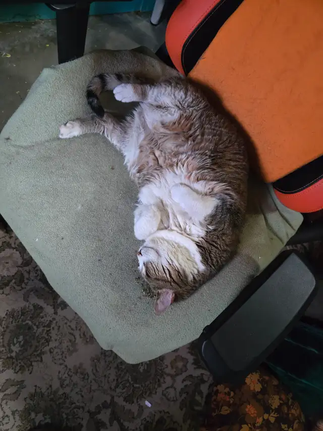 Senior Cat needs loving home - Photo 3