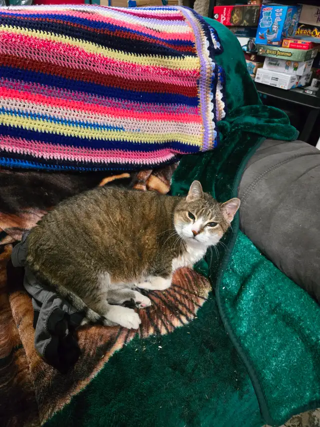 Senior Cat needs loving home - Photo 4