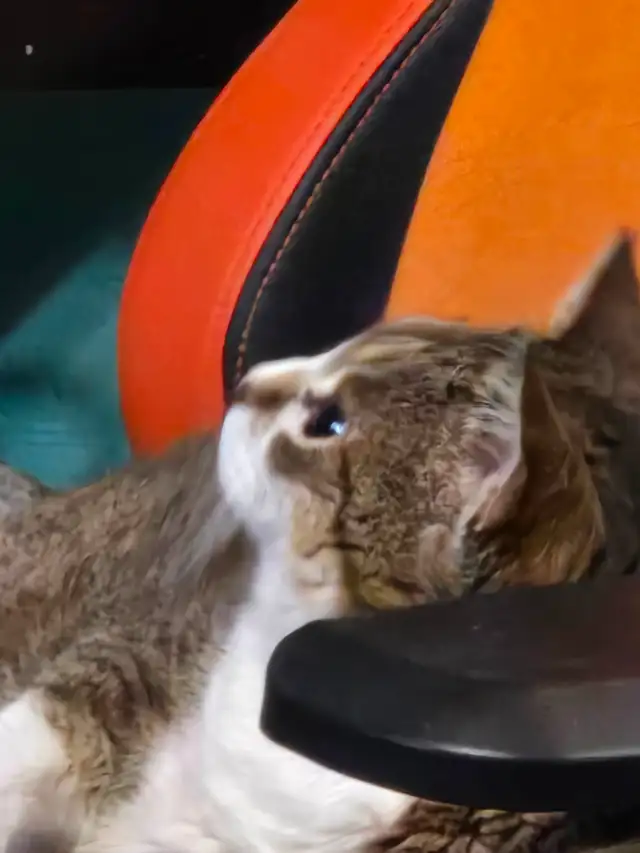 Senior Cat needs loving home - Photo 5