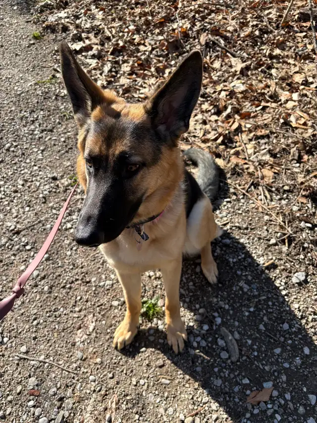 10 month Female German Shepherd (puppy)