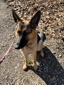 10 month Female German Shepherd (puppy)