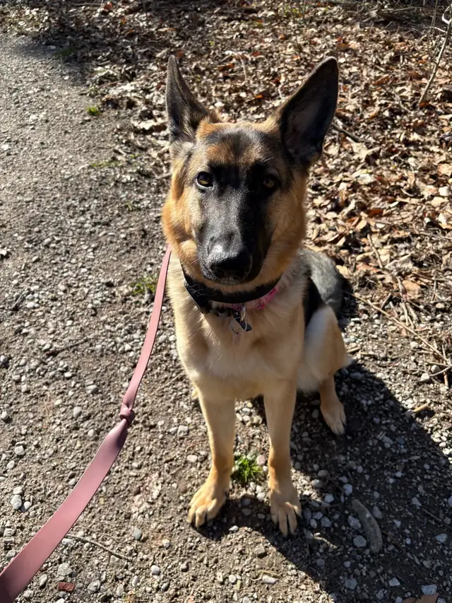 10 month Female German Shepherd (puppy) - Photo 2