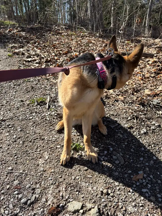10 month Female German Shepherd (puppy) - Photo 3