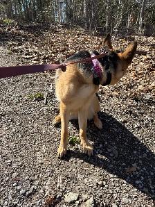 10 month Female German Shepherd (puppy) - Photo 3