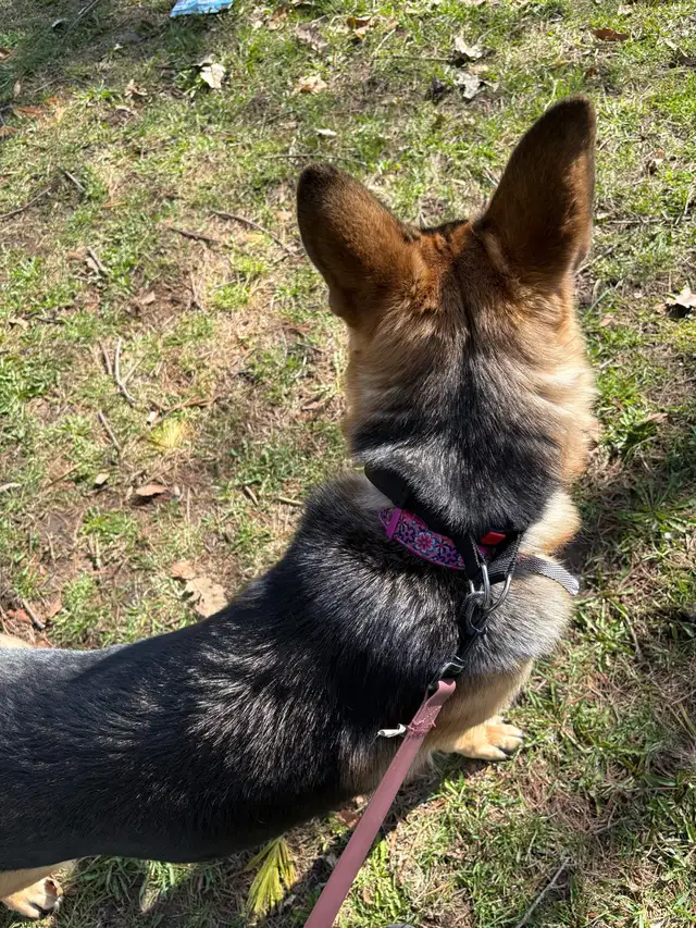 10 month Female German Shepherd (puppy) - Photo 4
