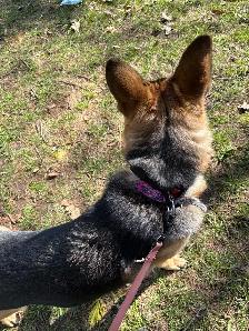 10 month Female German Shepherd (puppy) - Photo 4