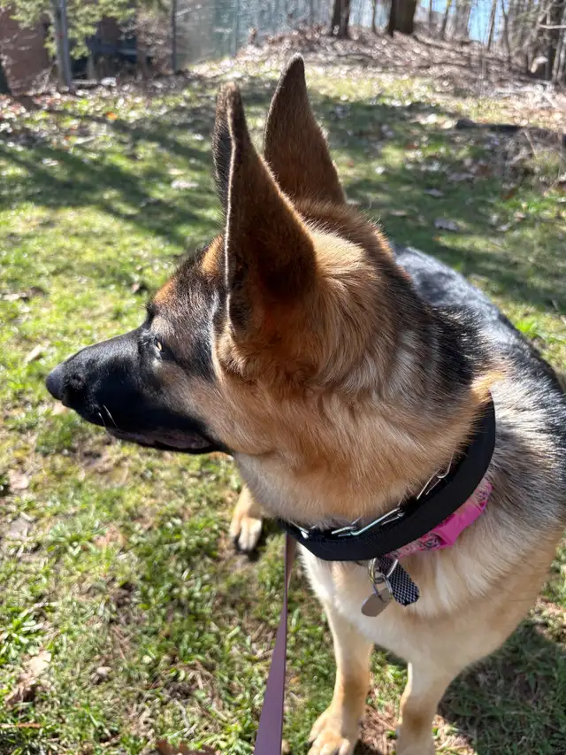 10 month Female German Shepherd (puppy) - Photo 5