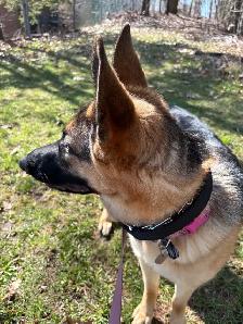 10 month Female German Shepherd (puppy) - Photo 5