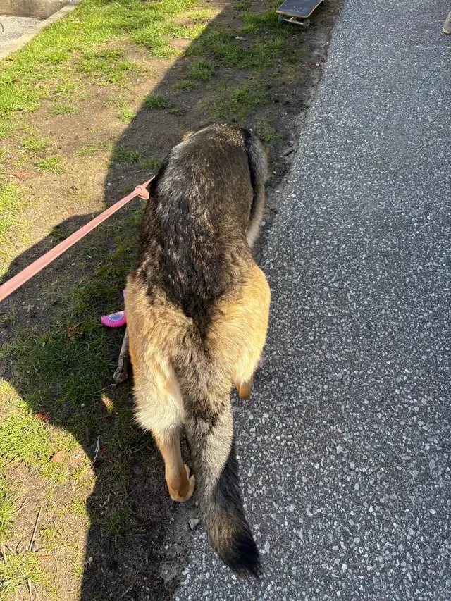 10 month Female German Shepherd (puppy) - Photo 6
