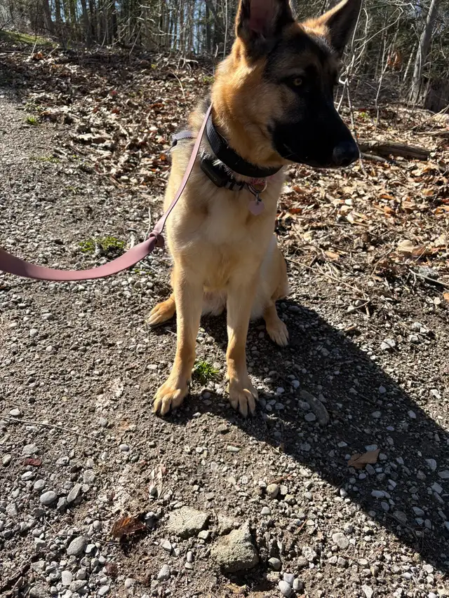 10 month Female German Shepherd (puppy) - Photo 7