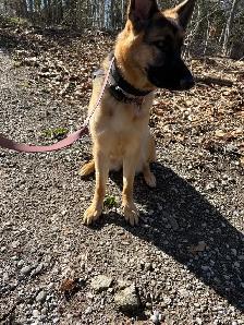 10 month Female German Shepherd (puppy) - Photo 7