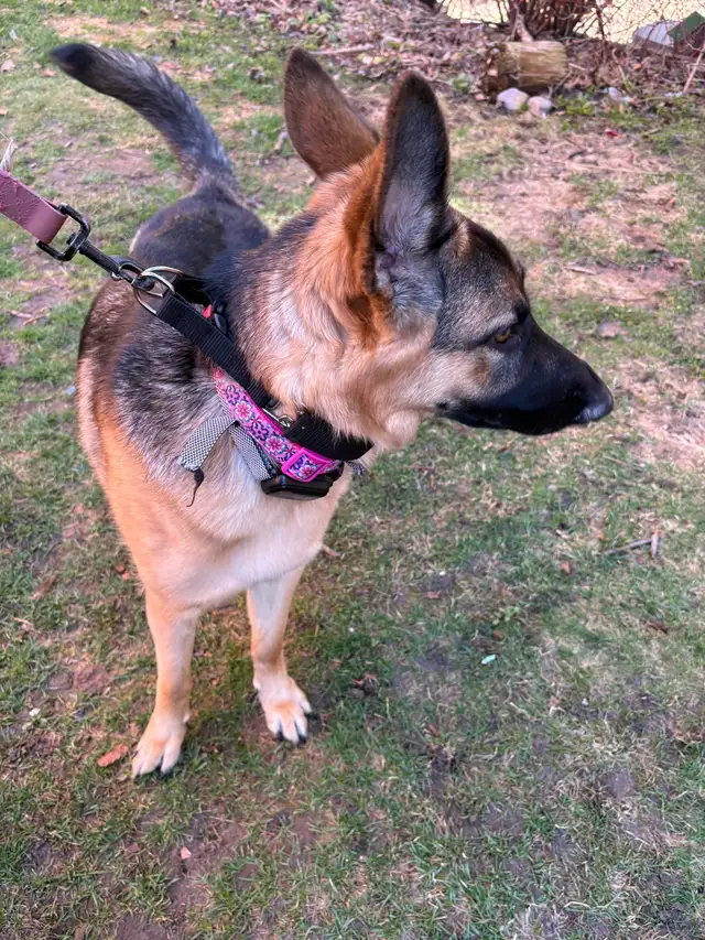10 month Female German Shepherd (puppy) - Photo 8