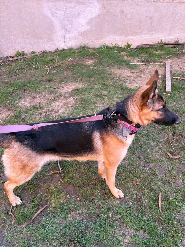 10 month Female German Shepherd (puppy) - Photo 9