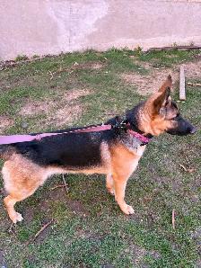10 month Female German Shepherd (puppy) - Photo 9