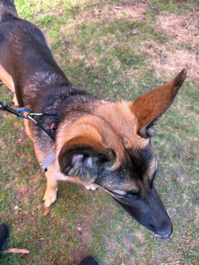 10 month Female German Shepherd (puppy) - Photo 10