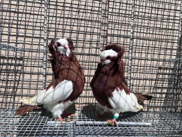 Fancy Pigeons