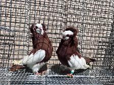 Fancy Pigeons