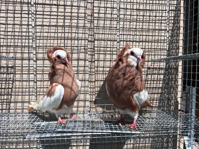 Fancy Pigeons - Photo 2