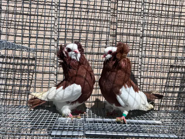 Fancy Pigeons - Photo 4