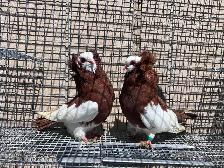 Fancy Pigeons - Photo 4