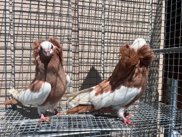 Fancy Pigeons - Photo 5