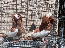 Fancy Pigeons - Photo 5