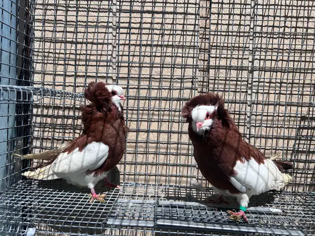 Fancy Pigeons - Photo 6