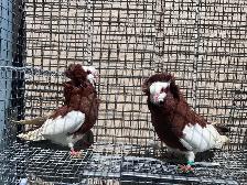 Fancy Pigeons - Photo 6