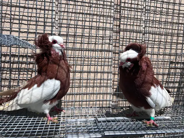 Fancy Pigeons - Photo 7