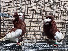 Fancy Pigeons - Photo 7