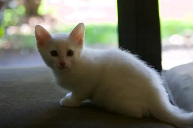 3 Adorable White Short-Haired Kittens – Ready for Forever Homes!