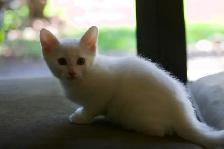 3 Adorable White Short-Haired Kittens – Ready for Forever Homes!