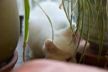 3 Adorable White Short-Haired Kittens – Ready for Forever Homes! - Photo 2